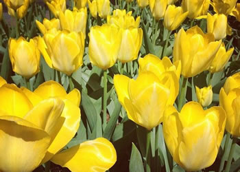 Tulip Yellow